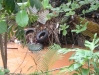 Ambiente - Escorrentías Pluviales: Basura en el Río Bayamón