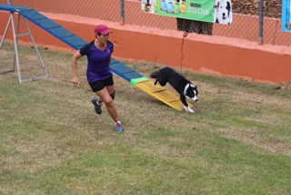 Canino relizando deporte de obstaculos
