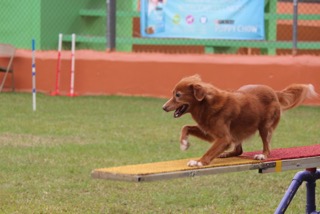 Canino relizando deporte de obstaculos