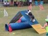 Canino relizando deporte de obstaculos