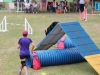 Canino relizando deporte de obstaculos