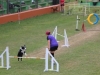 Canino relizando deporte de obstaculos