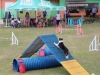 Canino relizando deporte de obstaculos