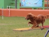 Canino relizando deporte de obstaculos