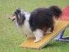 Canino relizando deporte de obstaculos