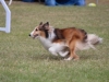 Canino relizando deporte de obstaculos