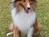 Canino relizando deporte de obstaculos
