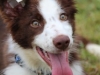 Canino relizando deporte de obstaculos