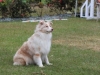 Perro participante de la competencia caninca
