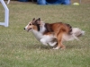Uno de los perros de la Competencia canina en su corrida
