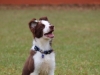 Perro participante de la competencia caninca