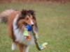 Uno de los perros de la Competencia canina en su corrida