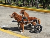 Clases Obediencia Canina-2.jpg
