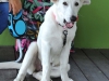 Clases Obediencia Canina-5.jpg
