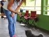 Perro participante del Curso de Obediencia Canina