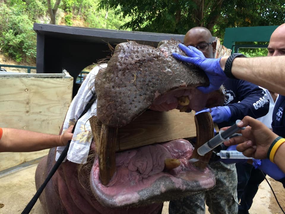 Realizan Nueva Operacion de Ortodoncia al Hipopotamo “tommy” del Parque de las Ciencias