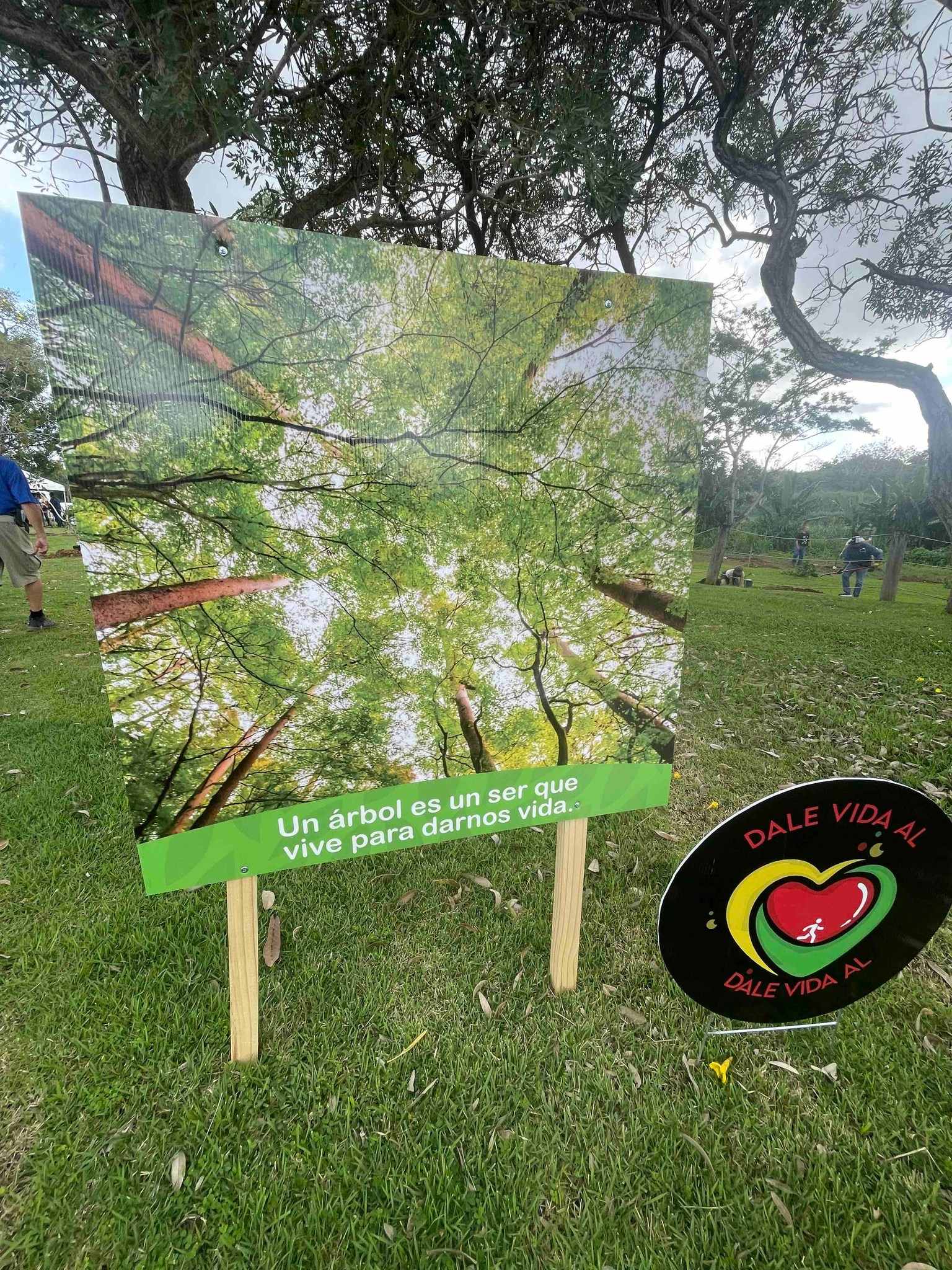 Todo un éxito la siembra de 600 árboles frutales en el Paseo Lineal Río  Bayamón “Galería” – Ciudad de Bayamón, image size:1536x2048